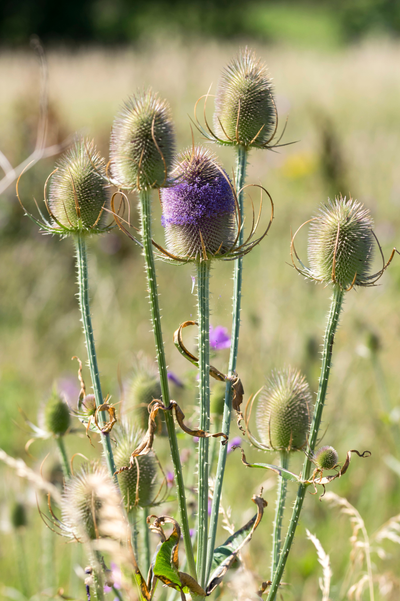 Dipsacus fullonum