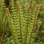 Dryopteris affinis
