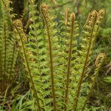 Dryopteris affinis