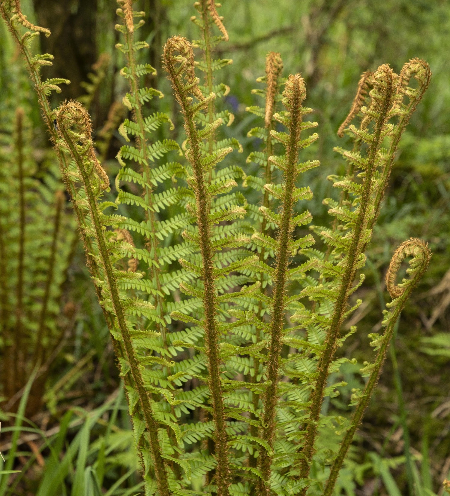 Dryopteris affinis