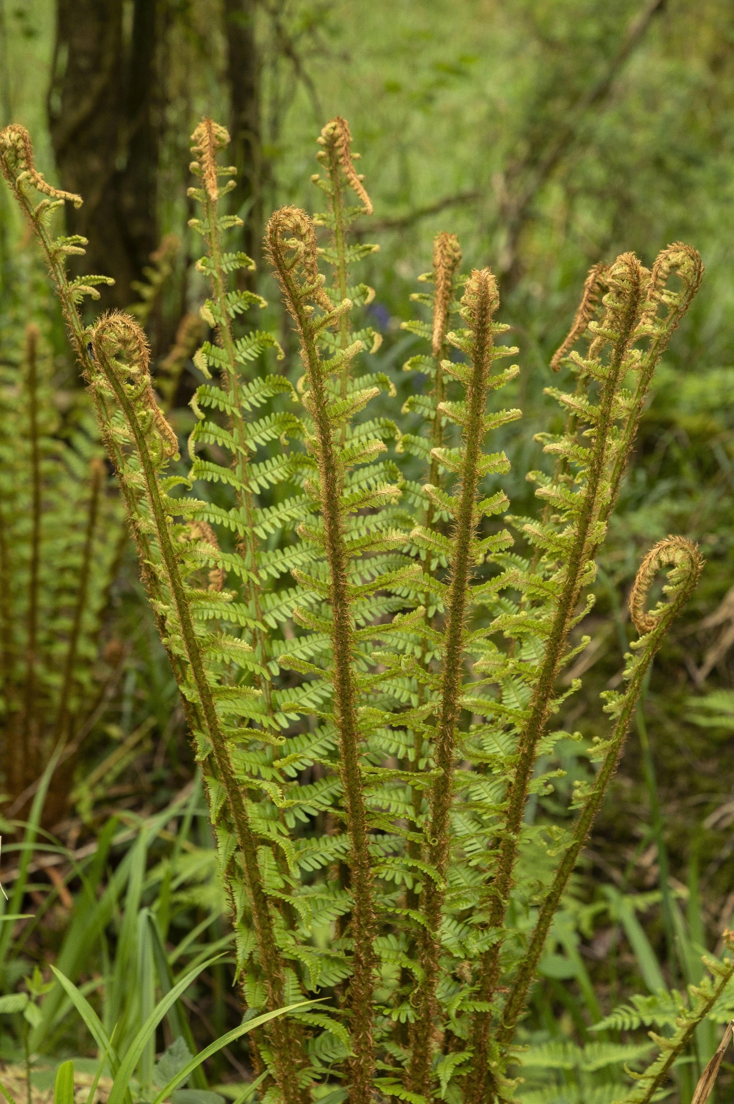 Dryopteris affinis