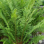 Dryopteris filix-mas