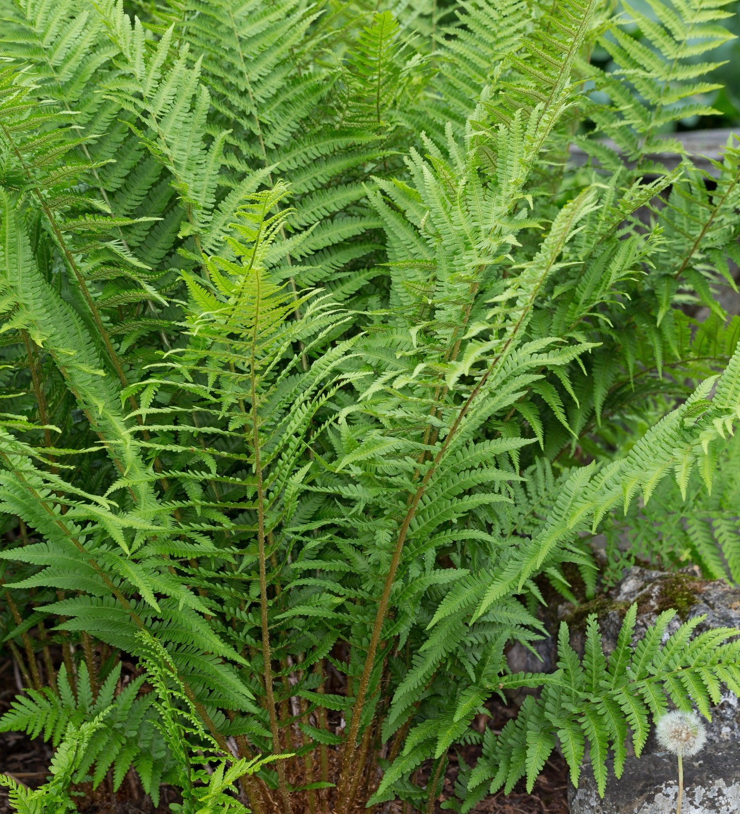 Dryopteris filix-mas
