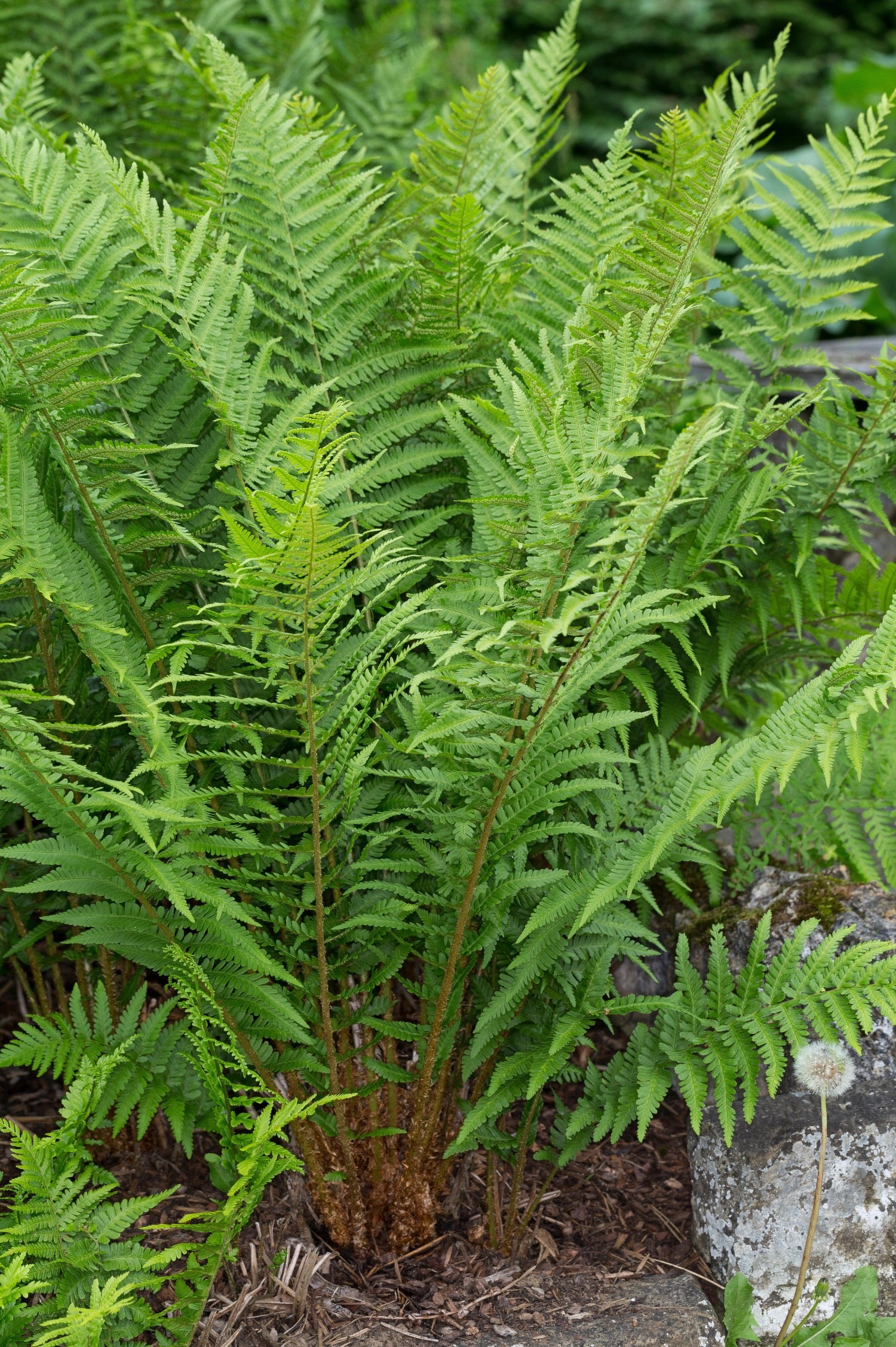 Dryopteris filix-mas