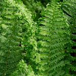 Dryopteris filix-mas 'Crispa Cristata' - mannetjesvaren vaste plant
