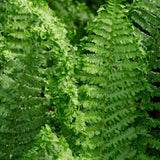 Dryopteris filix-mas 'Crispa Cristata' - mannetjesvaren vaste plant