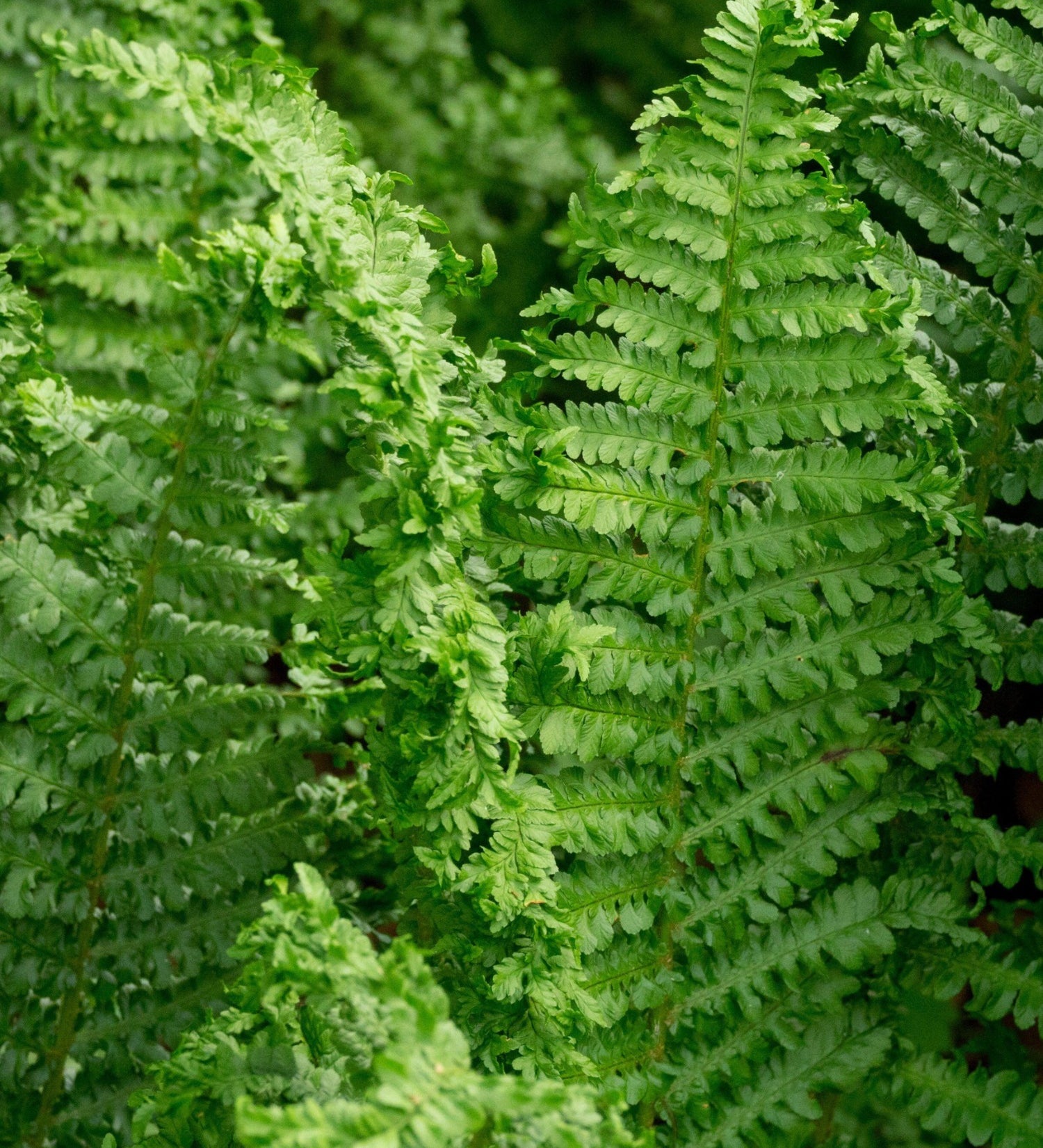 Dryopteris filix-mas 'Crispa Cristata' - mannetjesvaren vaste plant
