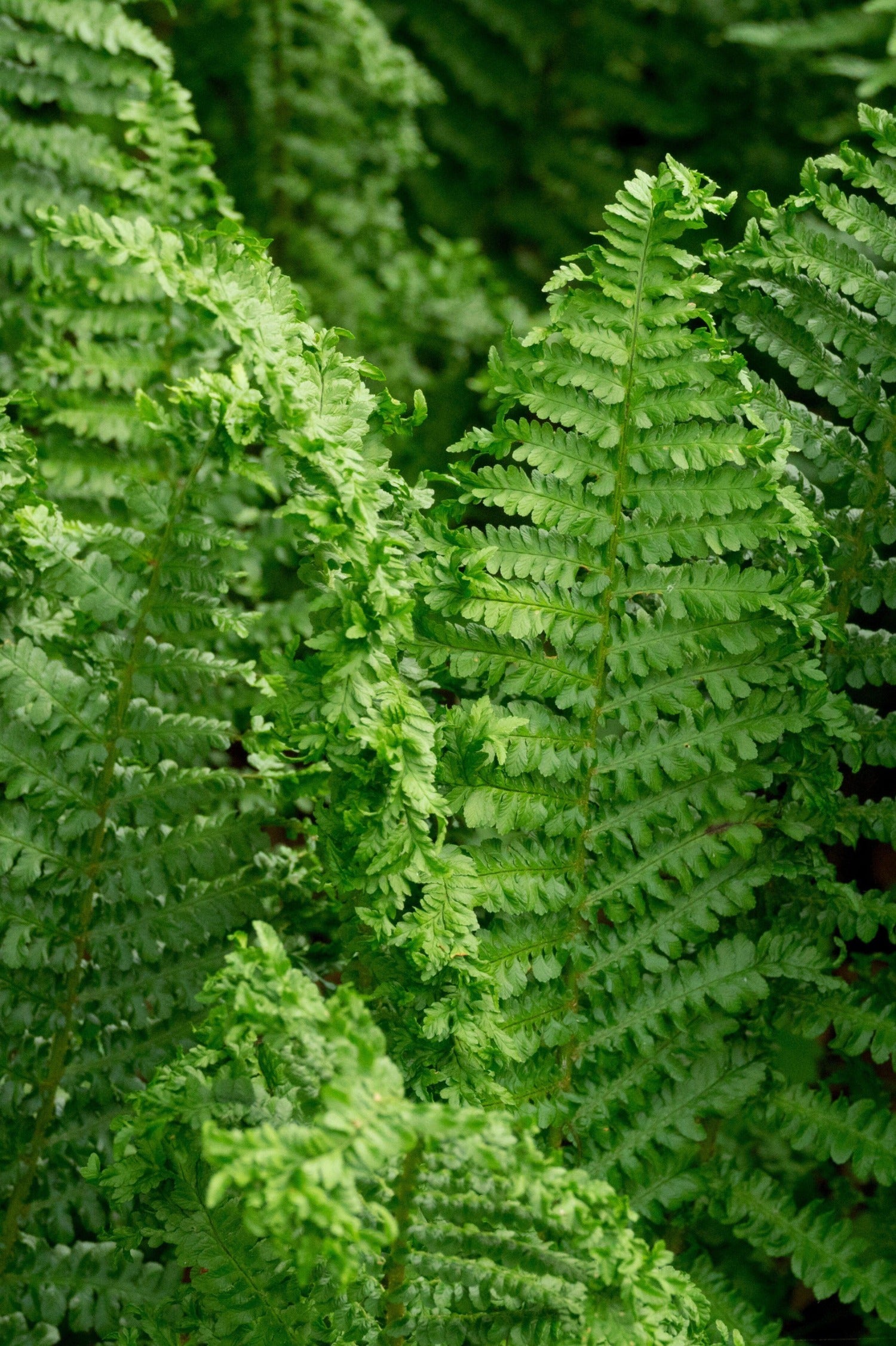 Dryopteris filix-mas 'Crispa Cristata' - mannetjesvaren vaste plant
