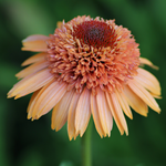 Echinacea purpurea 'Supreme Cantaloupe'