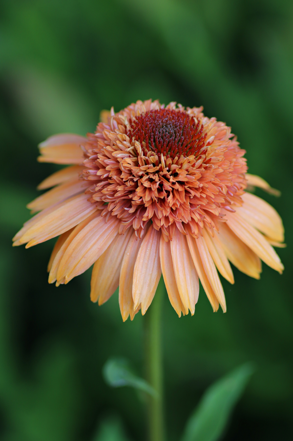 Echinacea purpurea 'Supreme Cantaloupe'