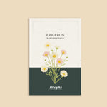 Erigeron karvinskianus-Angelo