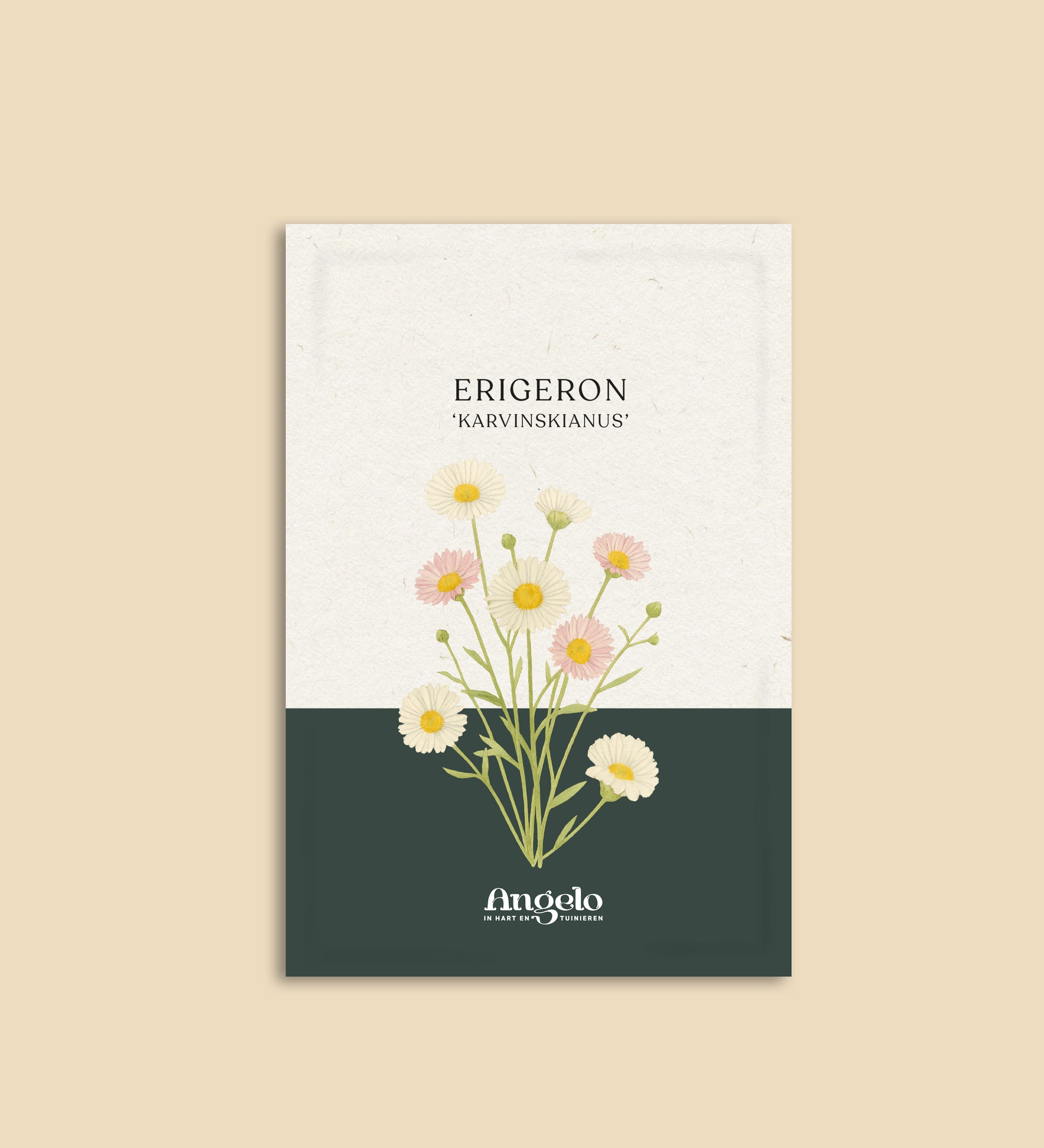 Erigeron karvinskianus-Angelo