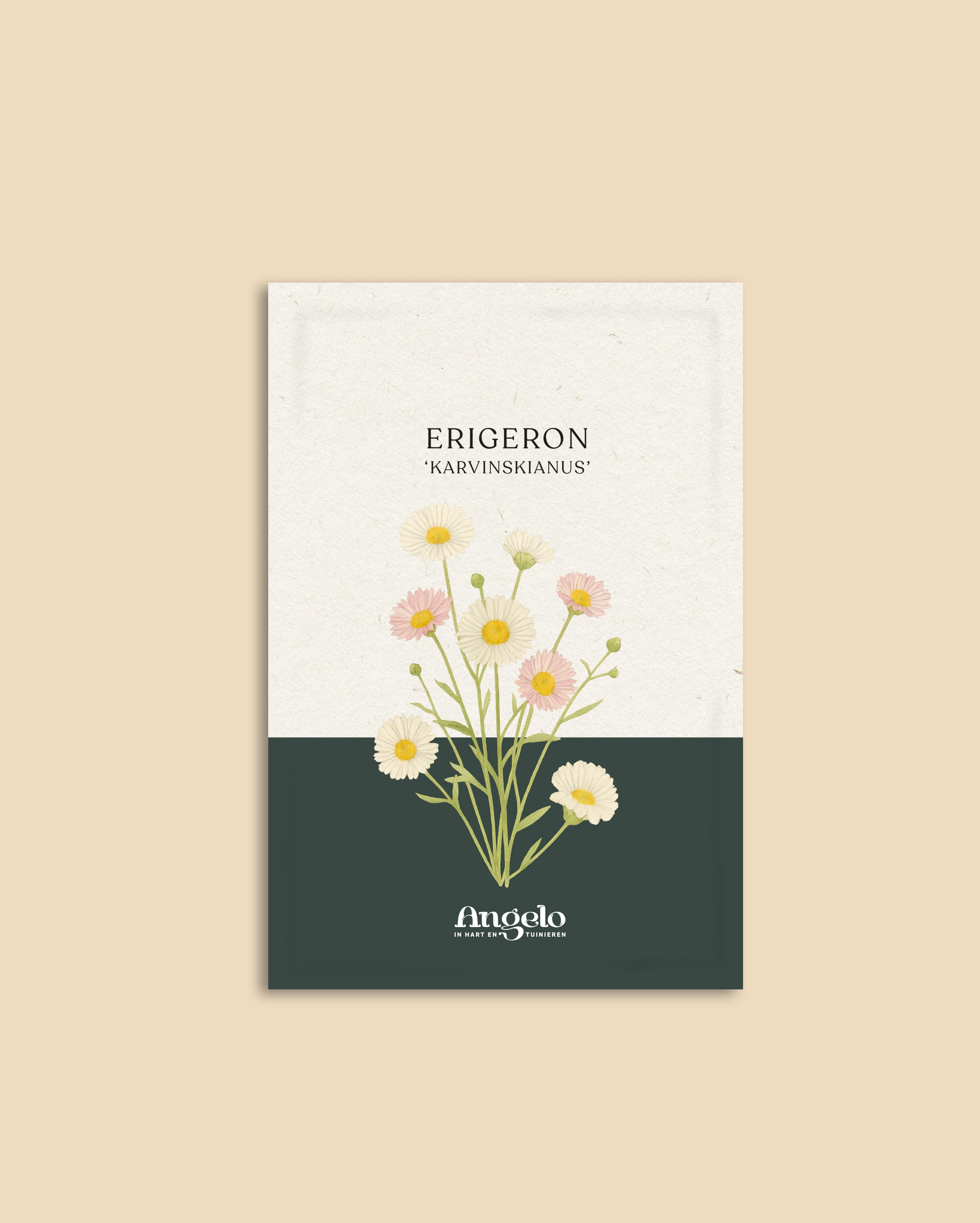Erigeron karvinskianus-Angelo