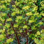 Euphorbia amygdaloides 'Purpurea'