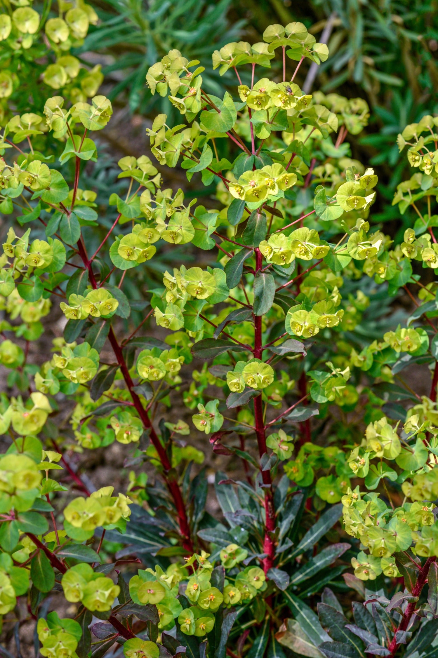 Euphorbia amygdaloides 'Purpurea'