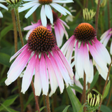Echinacea Pretty Parasols 'Engeltje'