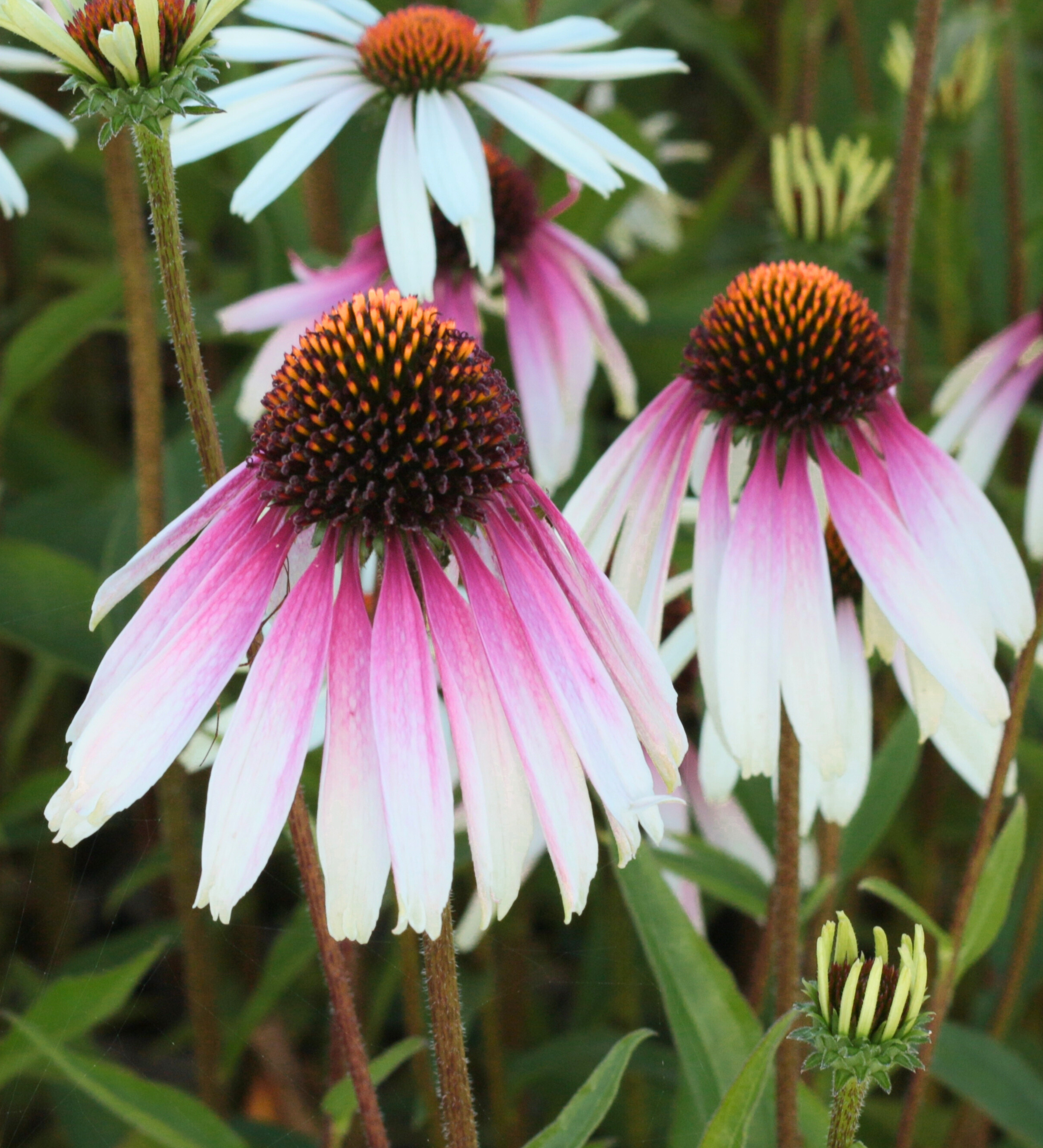 Echinacea Pretty Parasols 'Engeltje'