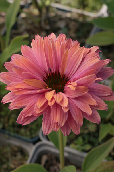 Echinacea purpurea 'Sunseekers Rainbow'