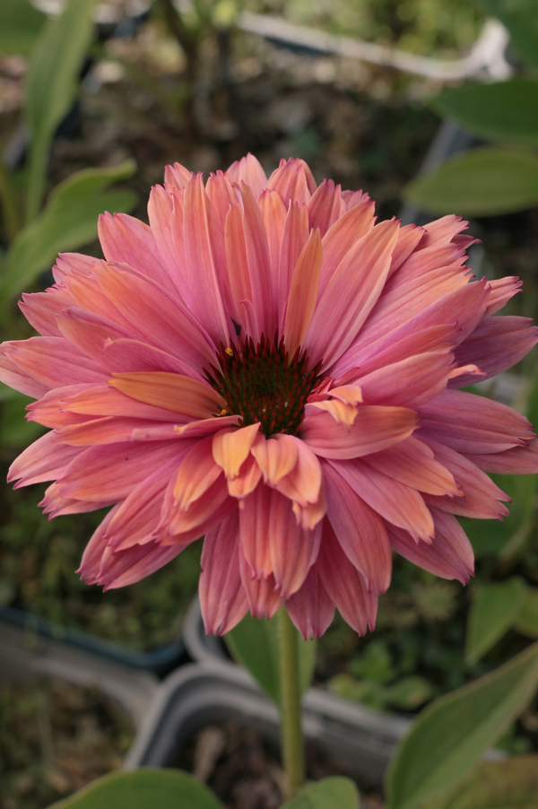 Echinacea purpurea 'Sunseekers Rainbow'