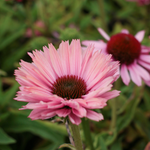 Echinacea 'Sunseekers Blush'