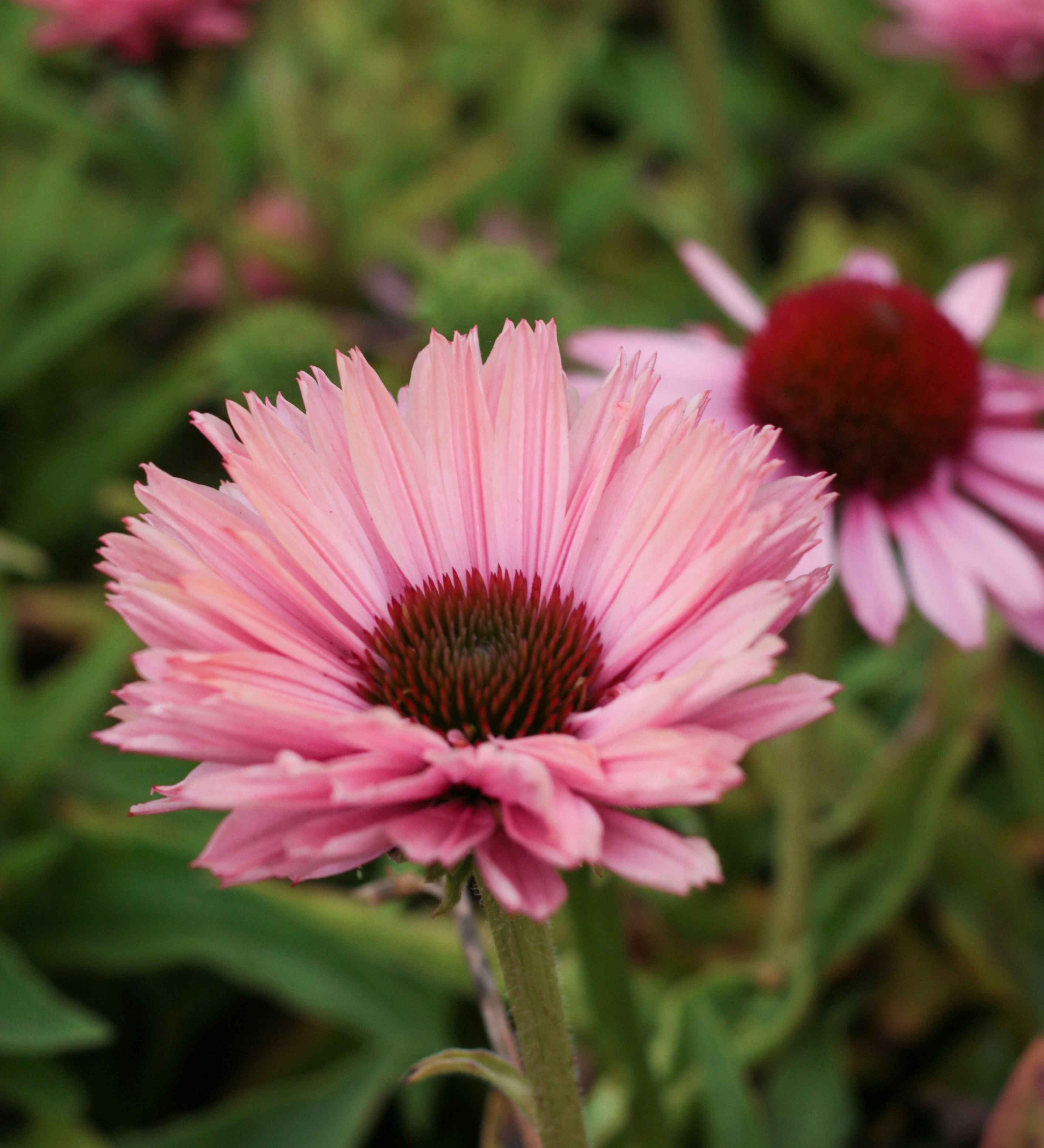 Echinacea 'Sunseekers Blush'