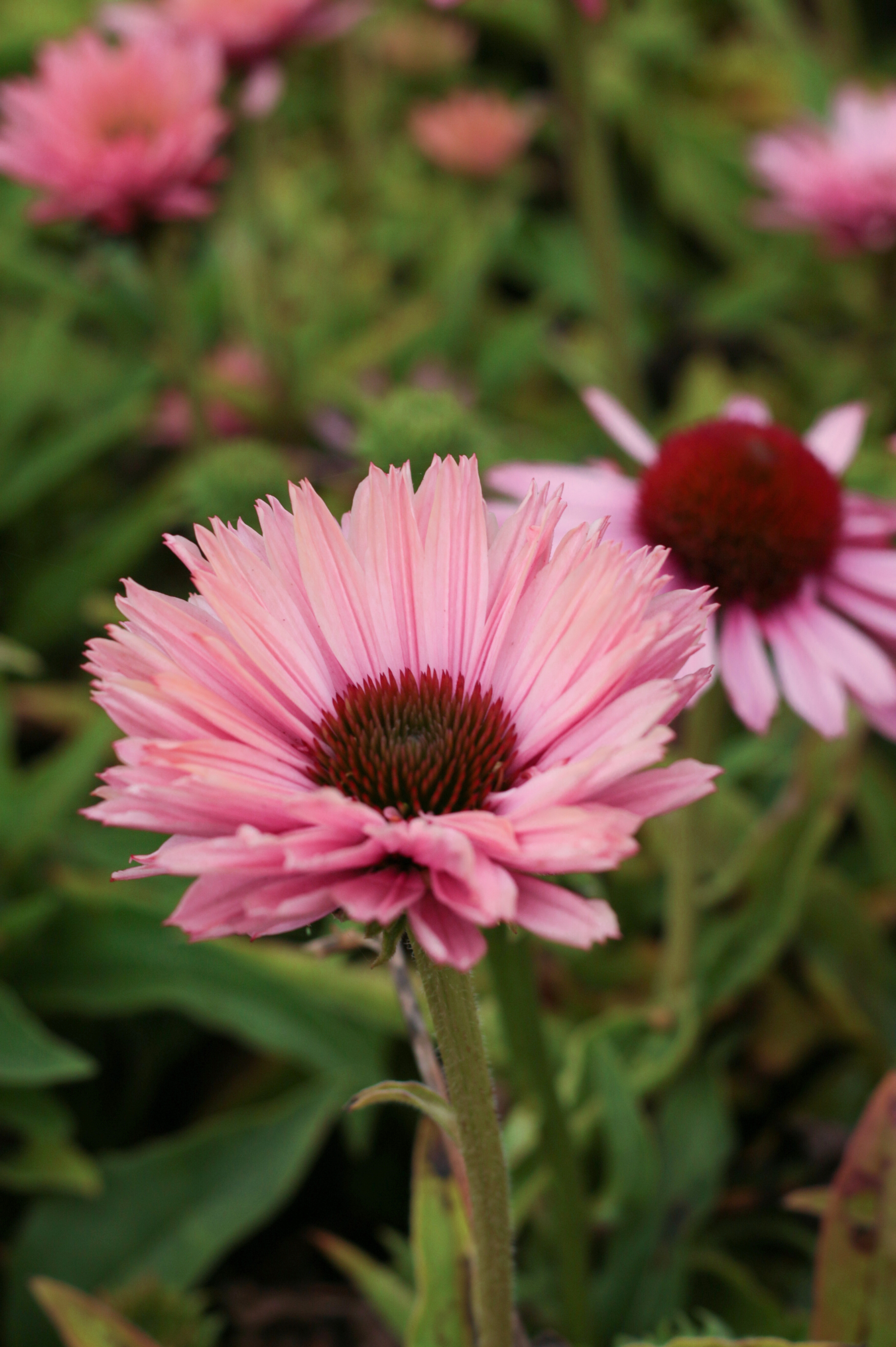 Echinacea 'Sunseekers Blush'