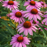 Echinacea purpurea