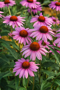 Echinacea purpurea