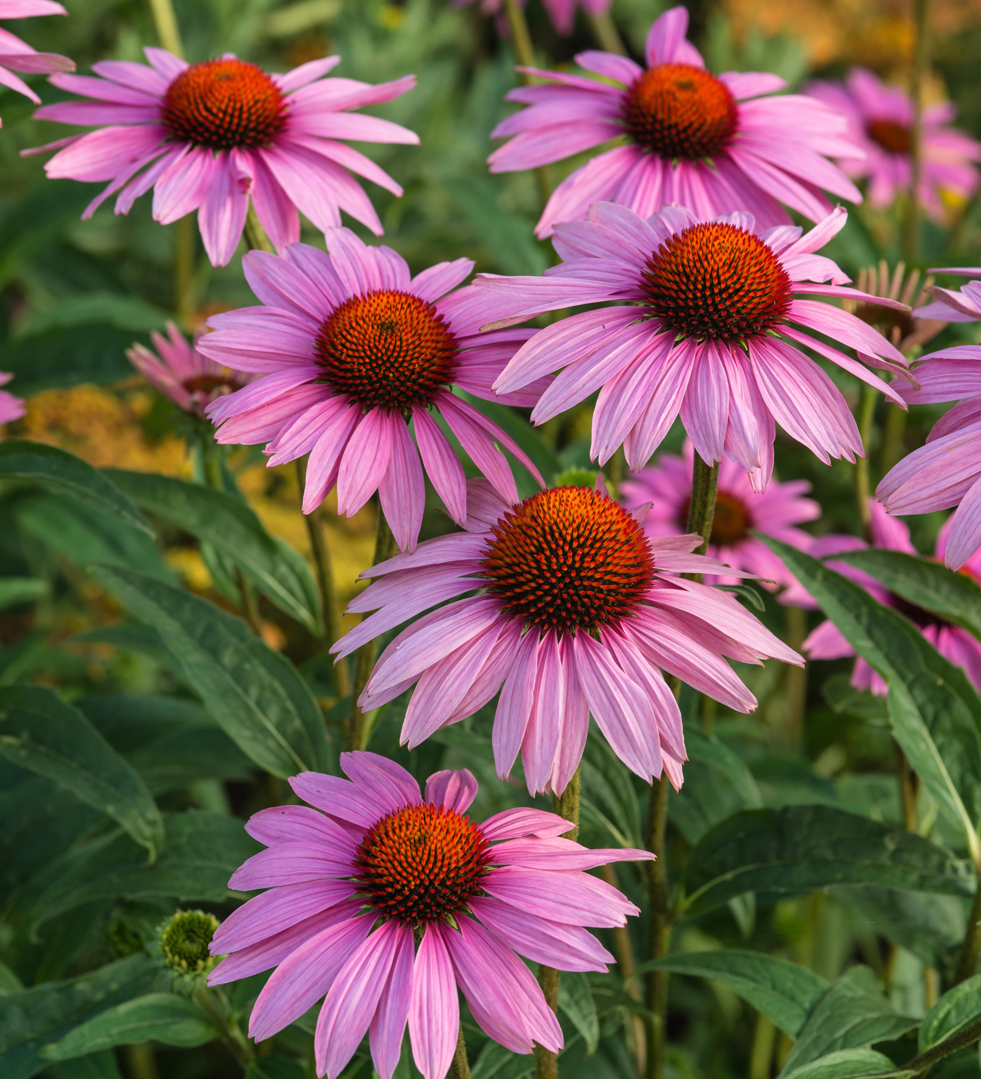 Echinacea purpurea
