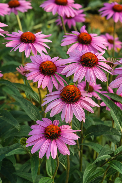 Echinacea purpurea