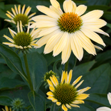 Echinacea purpurea 'Aloha'