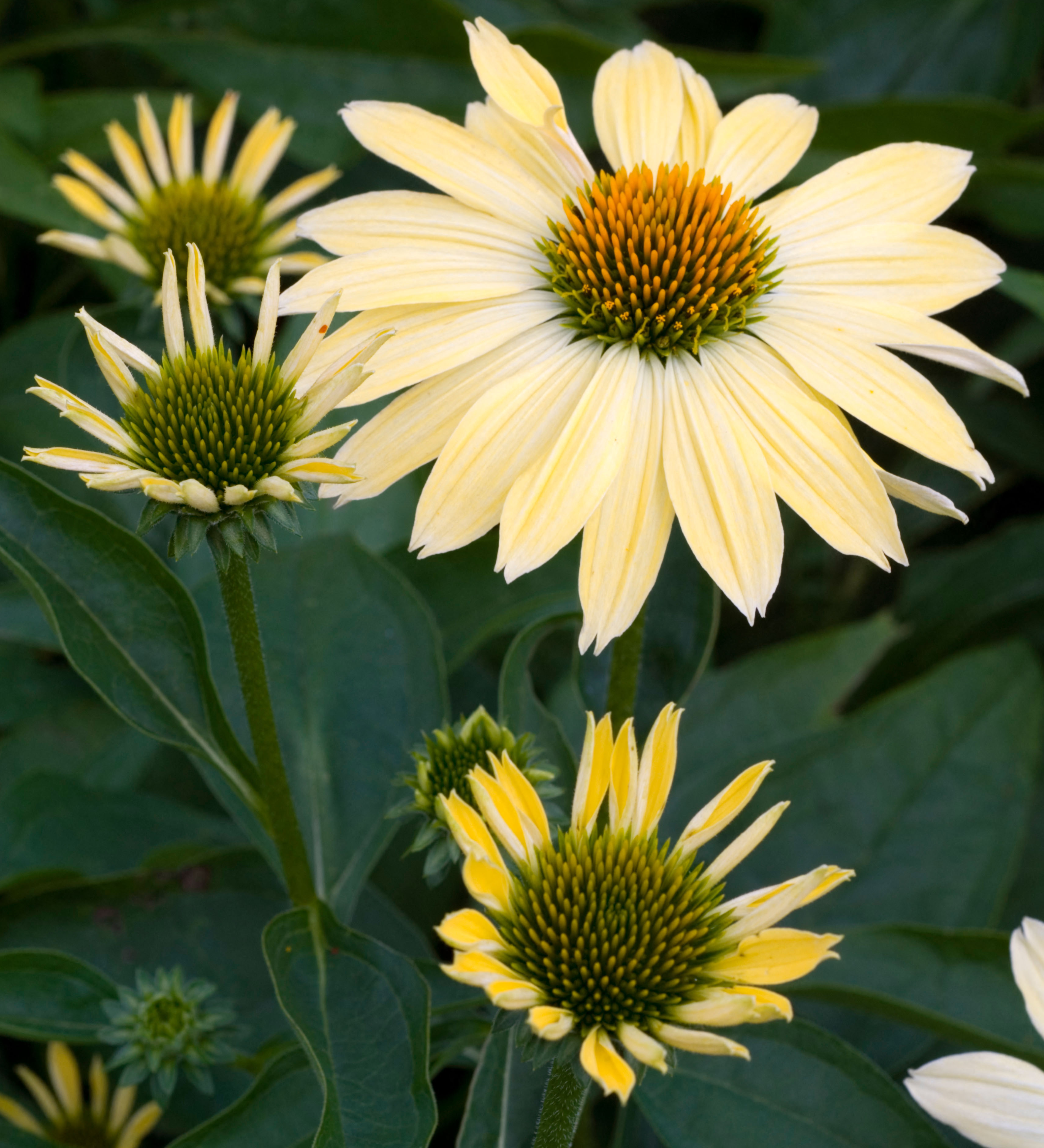 Echinacea purpurea 'Aloha'-Angelo
