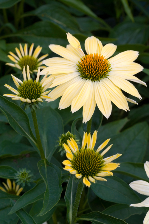 Echinacea purpurea 'Aloha'