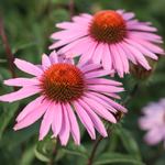 Echinacea purpurea 'Magnus' - rode zonnehoed vaste plant