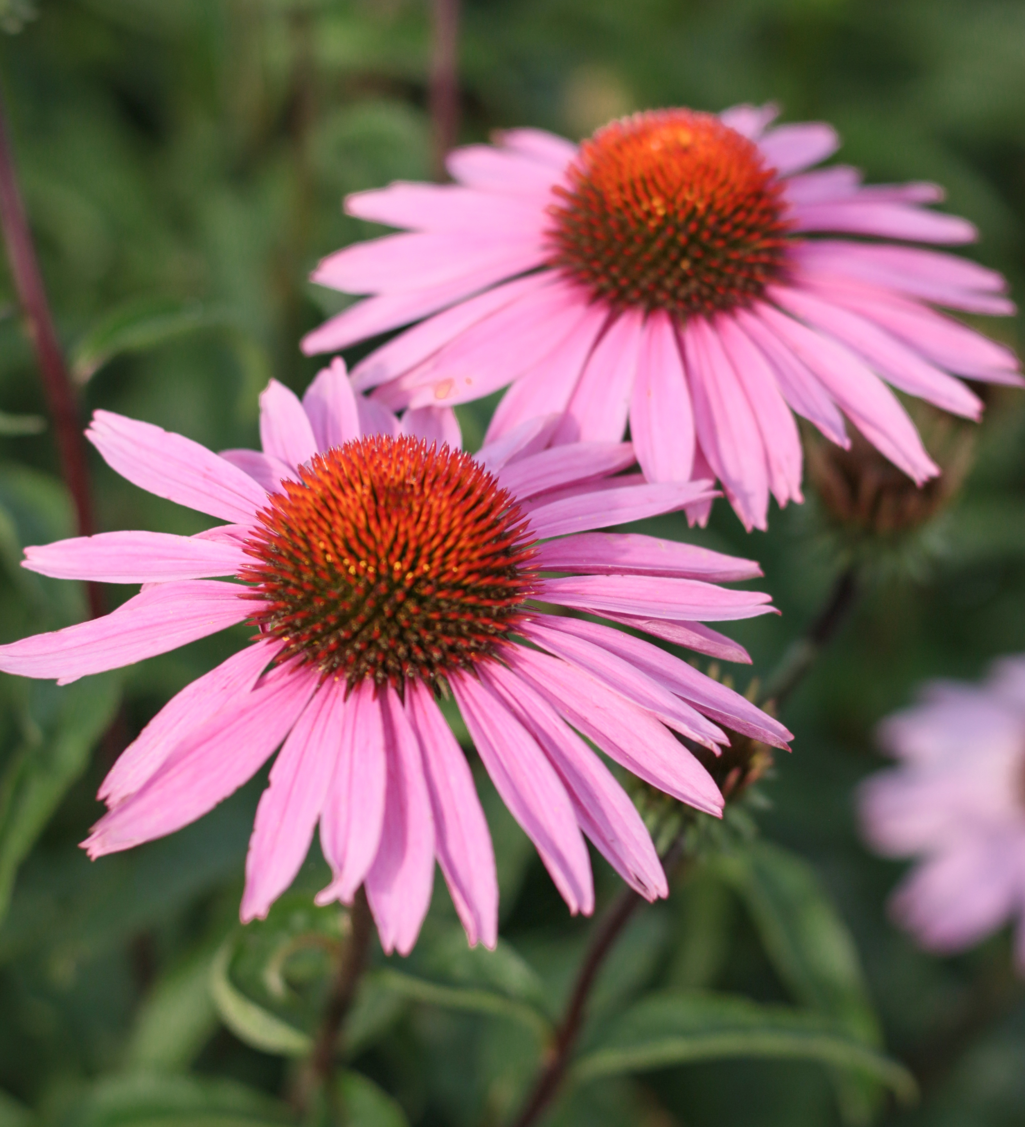 Echinacea purpurea 'Magnus' - rode zonnehoed vaste plant