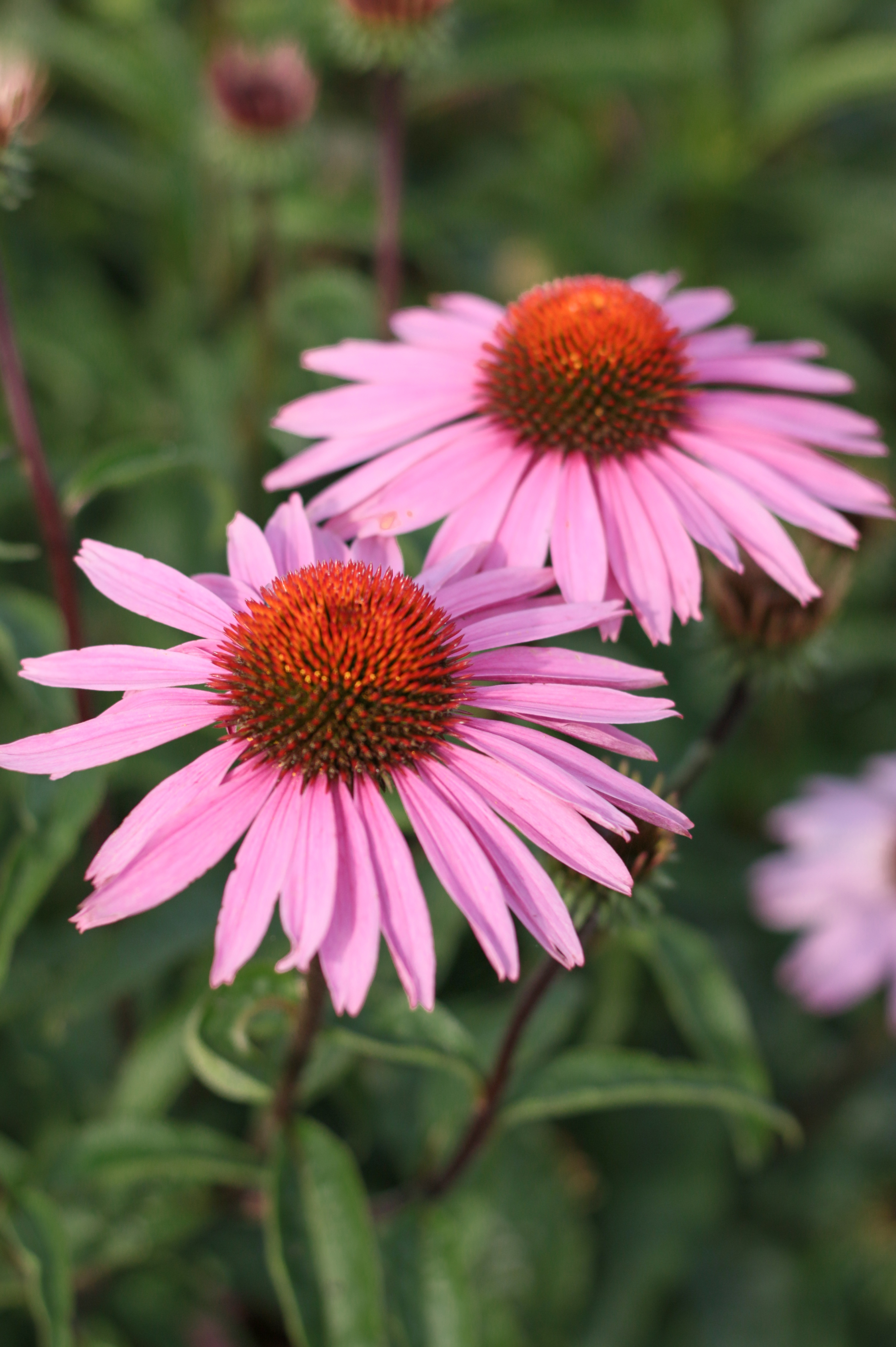 Echinacea purpurea 'Magnus' - rode zonnehoed vaste plant