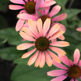 Echinacea purpurea 'Summer Cocktail'