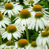 Echinacea purpurea 'White Prairie'-Angelo