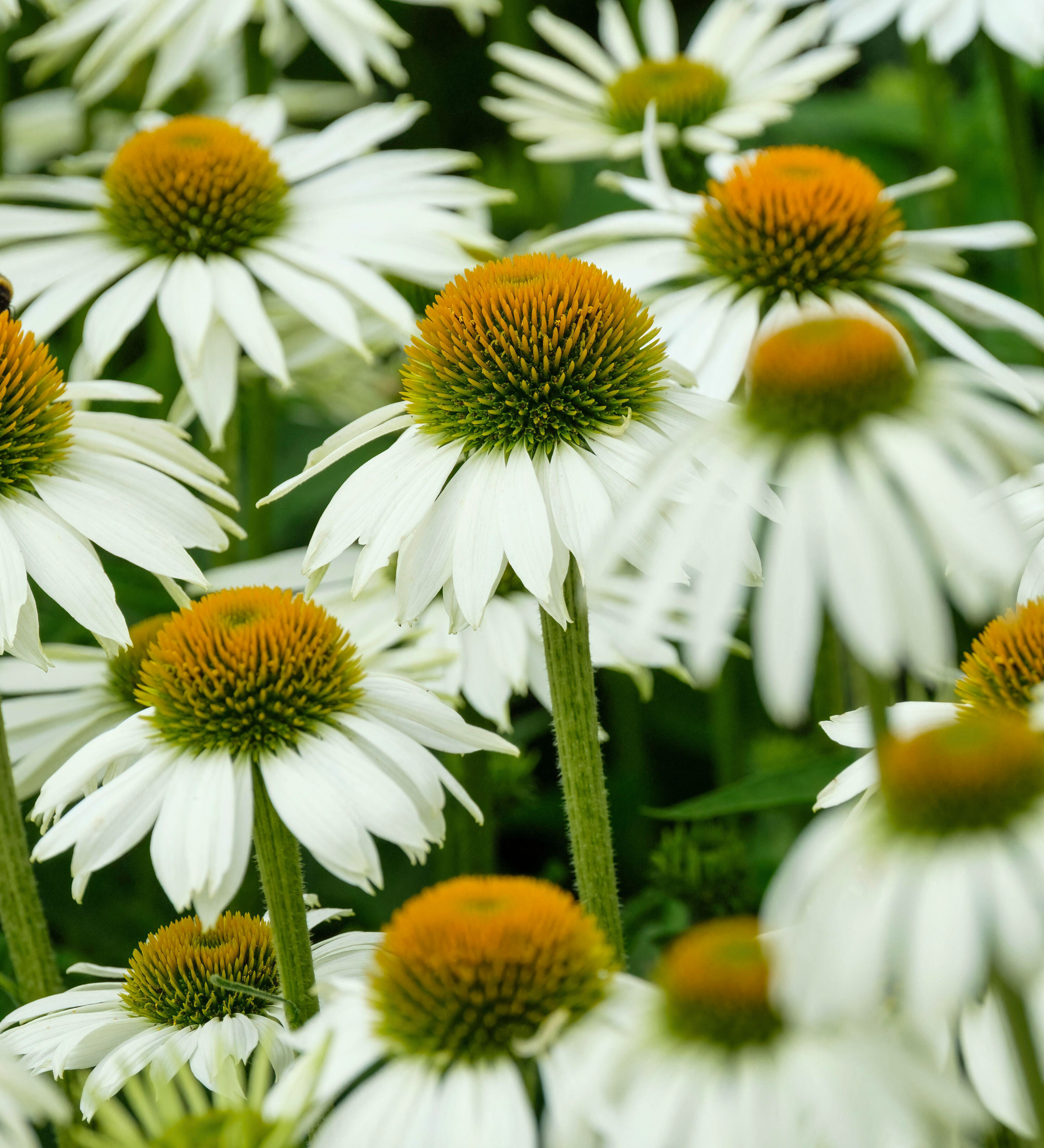 Echinacea purpurea 'White Prairie'-Angelo