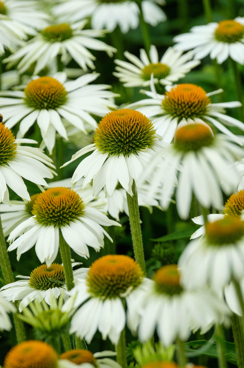 Echinacea purpurea 'White Prairie'