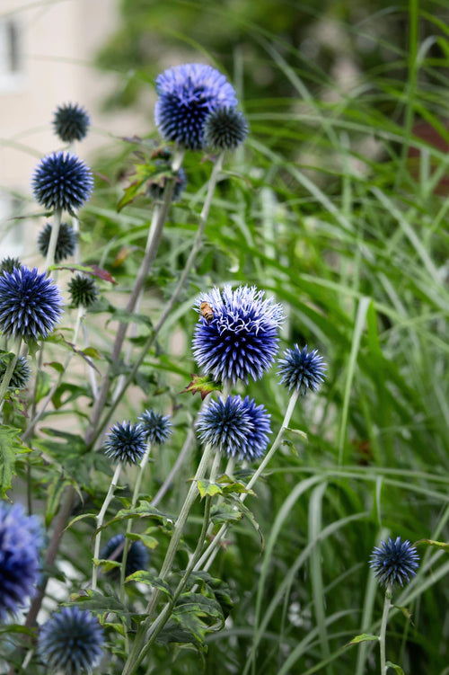 Echinops bannaticus 'Blue Glow'