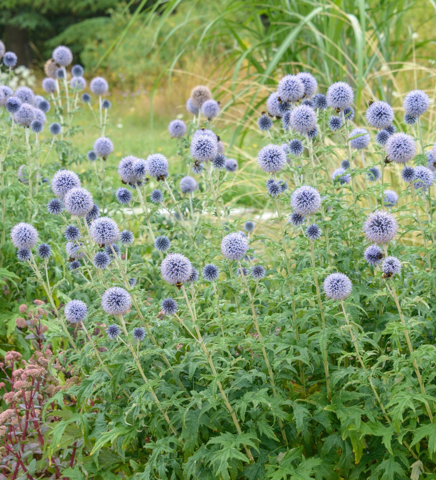 Echinops bannaticus 'Taplow Blue'