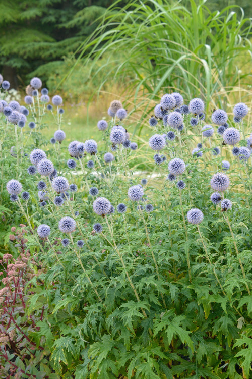Echinops bannaticus 'Taplow Blue'