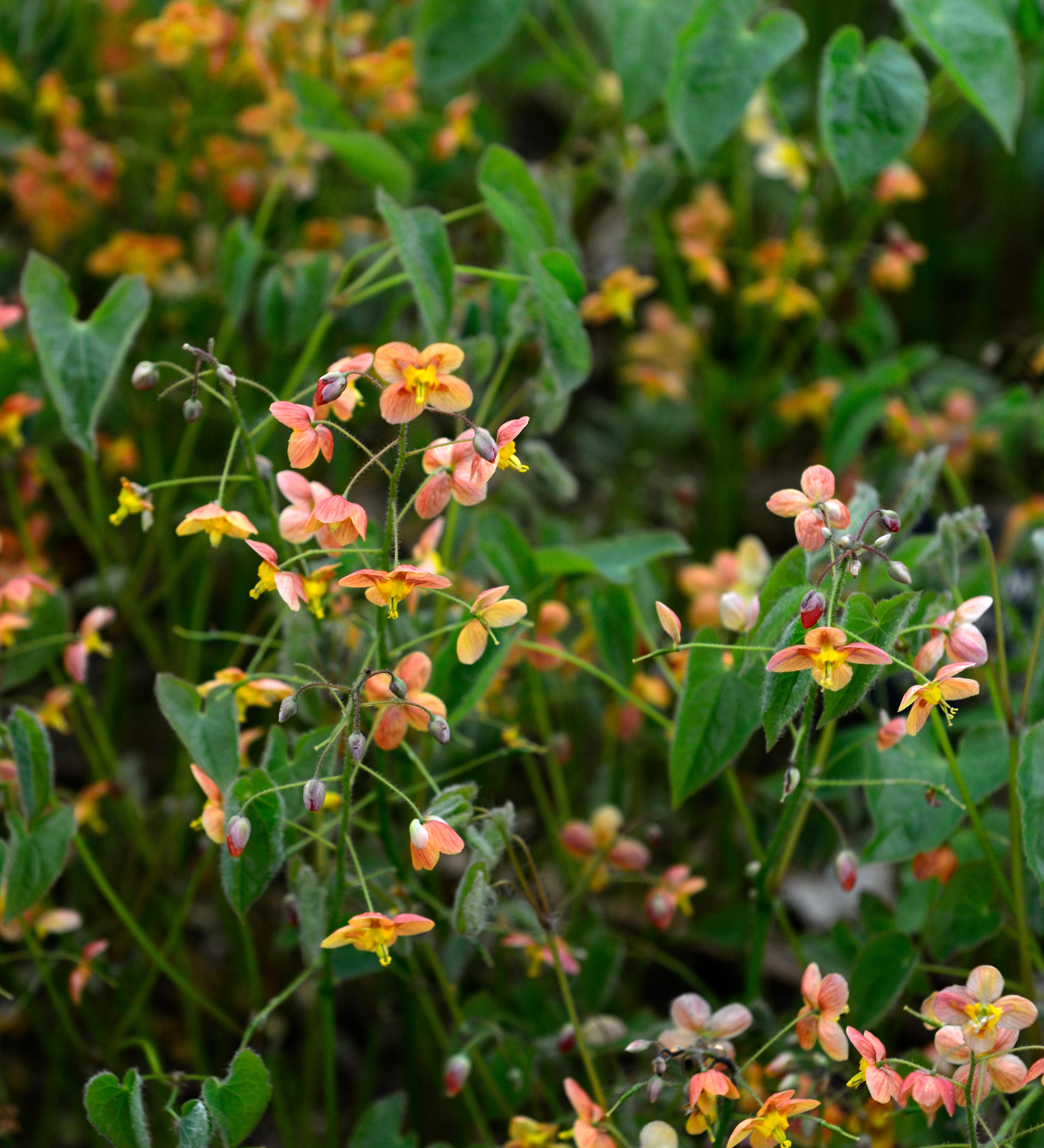 Epimedium pubigerum 'Orangekönigin'