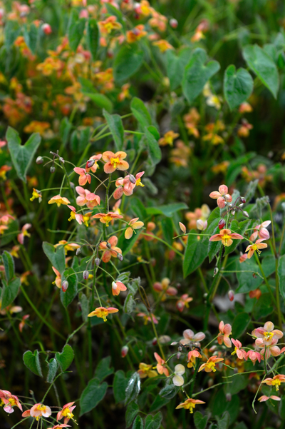 Epimedium pubigerum 'Orangekönigin'