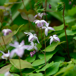 Epimedium grandiflorum 'Sasaki'