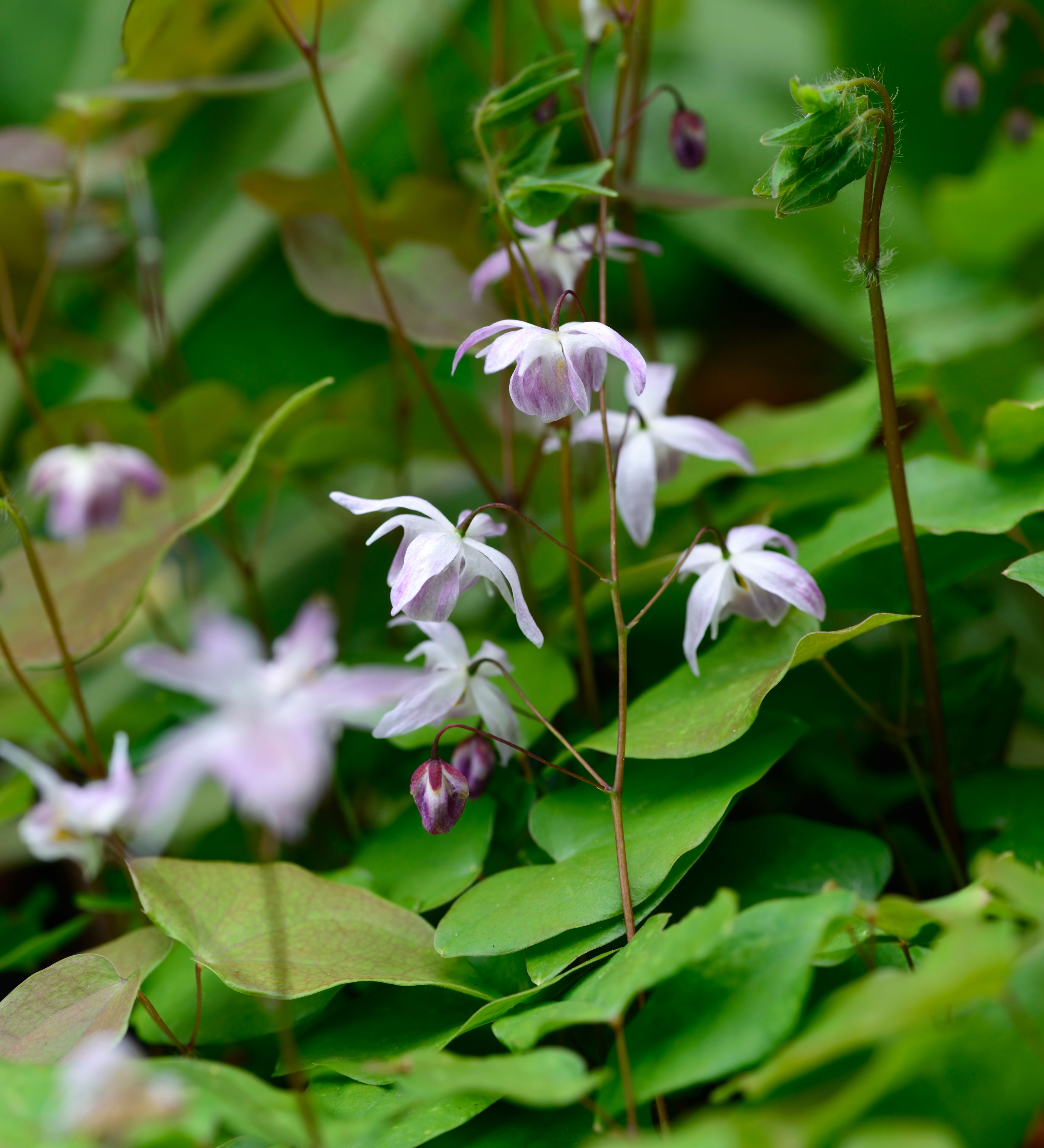 Epimedium grandiflorum 'Sasaki'