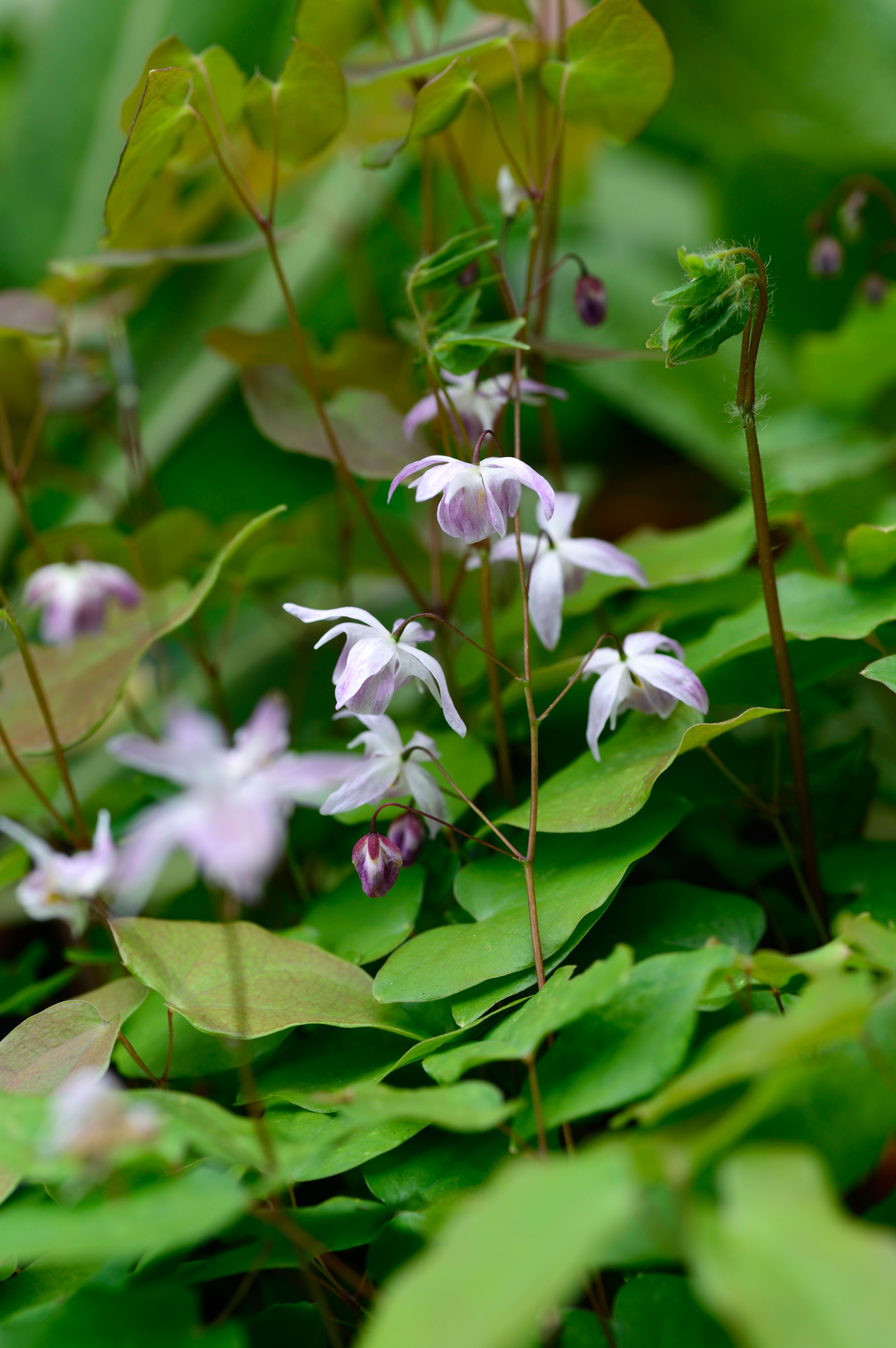 Epimedium grandiflorum 'Sasaki'