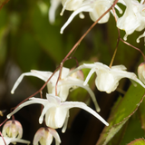 Epimedium grandiflorum 'White Queen' - elfenbloem vaste plant