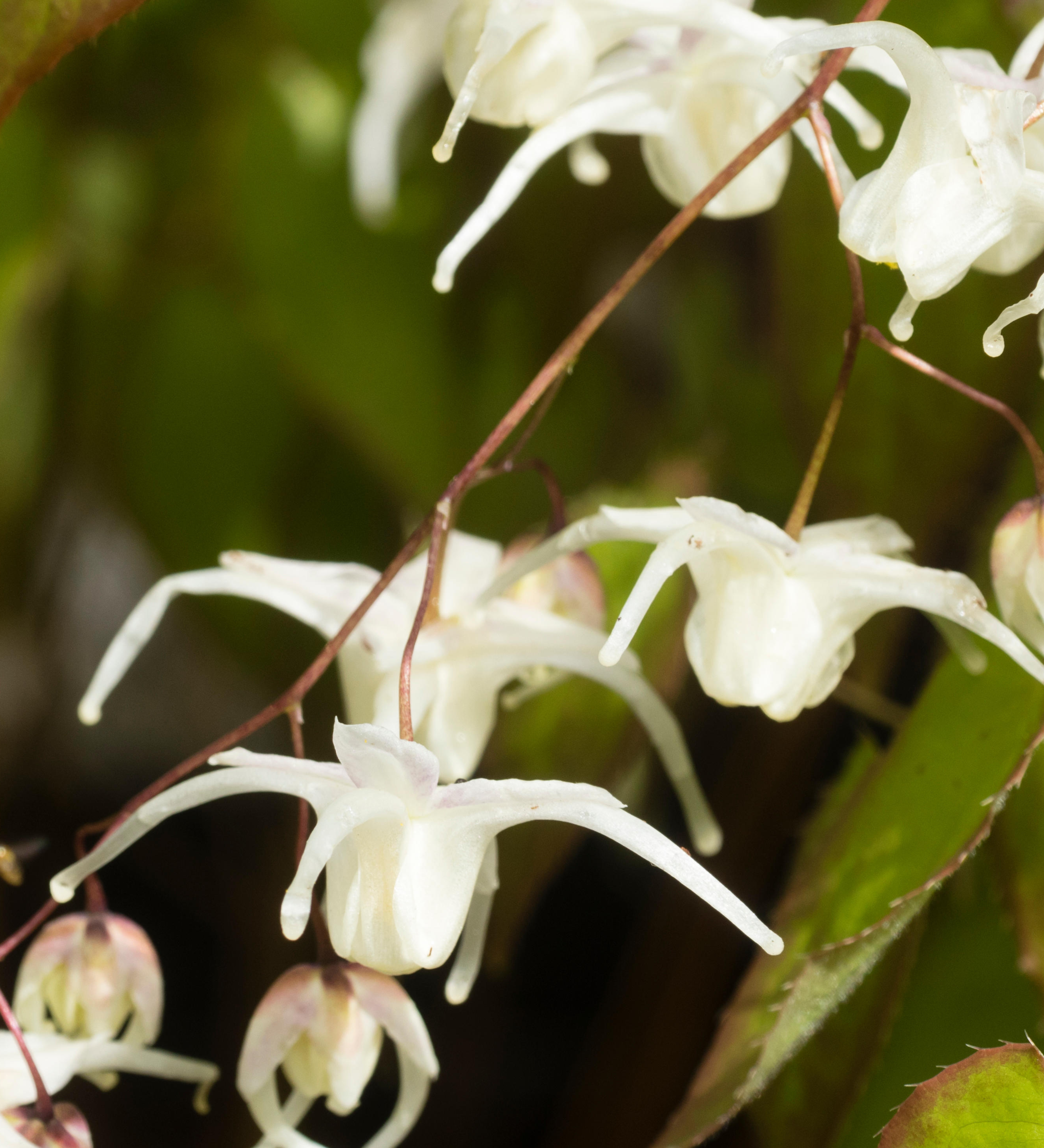 Epimedium grandiflorum 'White Queen' - elfenbloem vaste plant